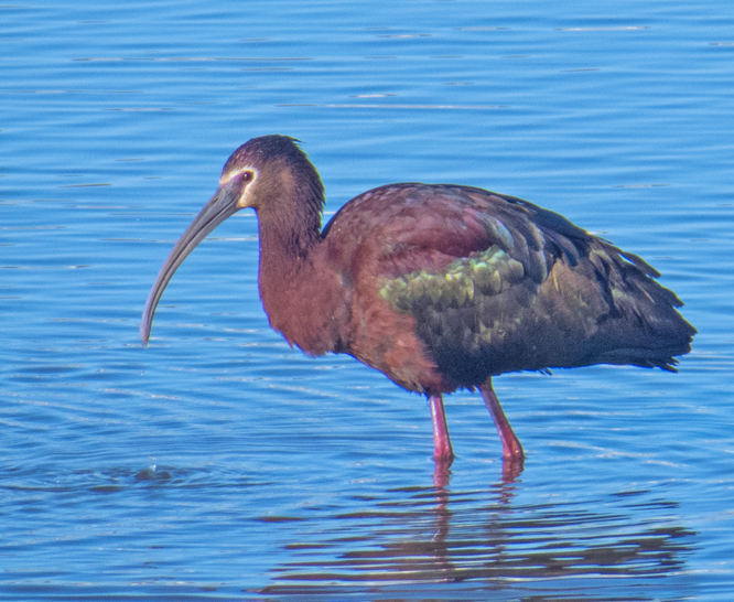 White Faced Ibis 2.jpg